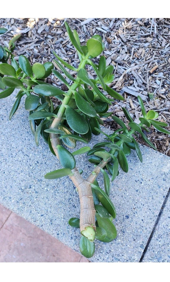 Jade Plant Cuttings Set of 2 | Crassula ovata Succulent Propagation | Green Foliage | 0.75–1 Inch Diameter Live Succulent Clippings