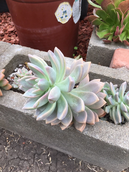 Ghost Plant Succulent Cutting for Planting – Unrooted Graptopetalum paraguayense Stem