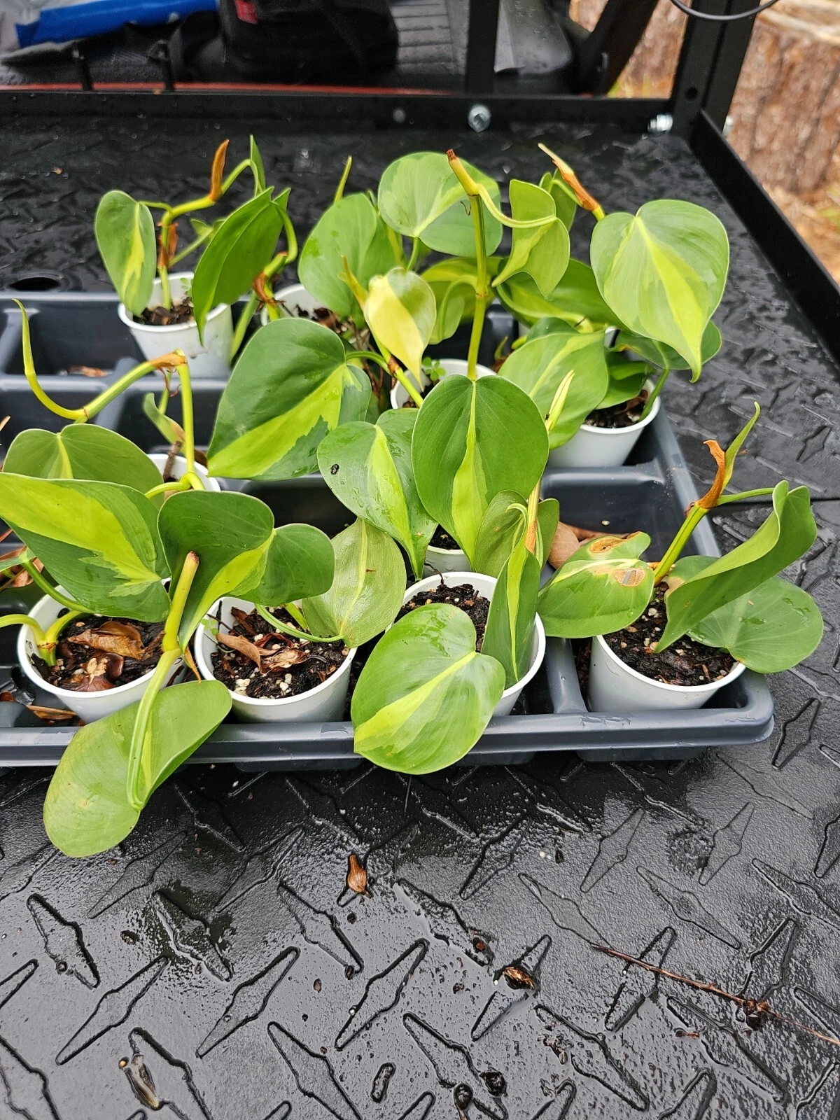 Philodendron Brasil – Variegated Hederaceum Cordatum, Rooted Live Plant, Easy Indoor Vine with Lime and Dark Green Leaves