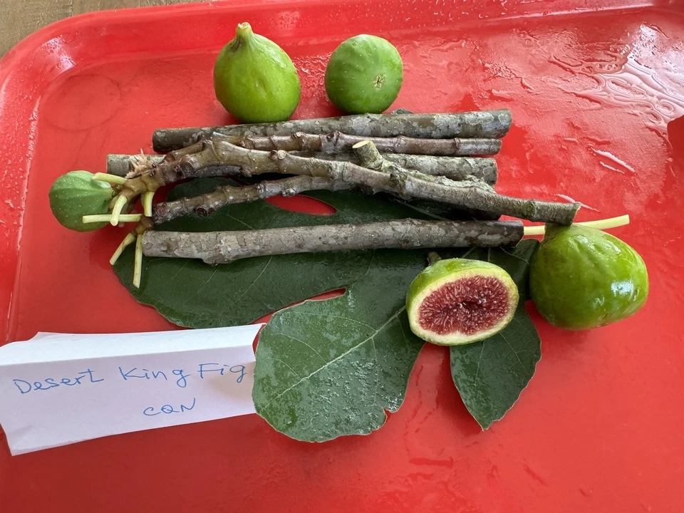 Fig Tree Cuttings Set – 6 Unrooted Propagation Cuttings, Alma & Desert King, Ficus carica, Garden & Orchard Planting