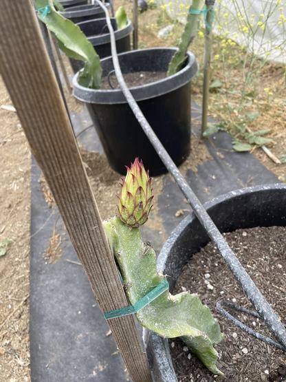 Robles Red Dragon Fruit Unrooted Cuttings – Mature Pitaya Cactus Cuttings for Propagation and Growing