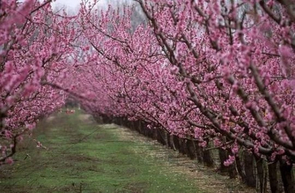 Nemaguard Peach Tree Fresh Cuttings – Prunus persica Rootstock, 10 Unrooted Cuttings 6–8 Inches Long