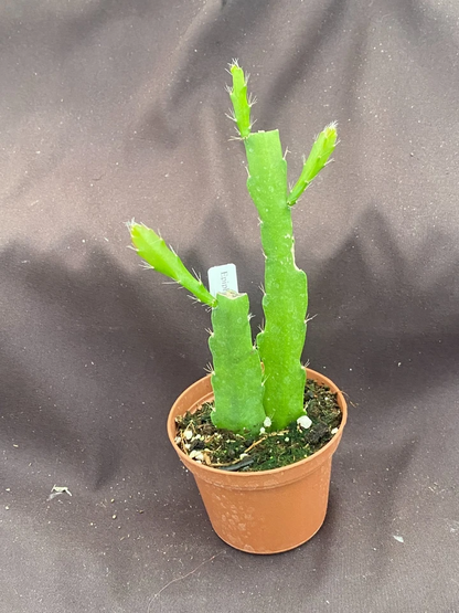 Epiphyllum Orange Fiesta Rooted Plants Orchid Cactus 2 Pieces Shipped in 3 Inch Pot Ornamental Cactus