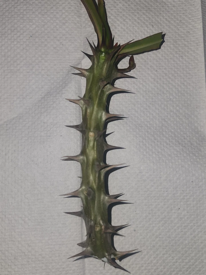 Euphorbia milii Crown of Thorns Cuttings – Live Succulent Plant Cuttings for Indoor or Outdoor Growing