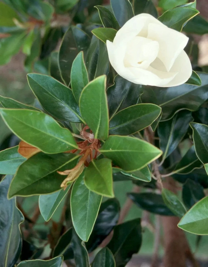 Magnolia Little Gem Cuttings – 3 Live Cuttings for Rooting or Grafting