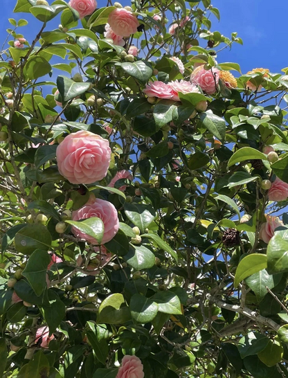 Camellia Japonica Cuttings – 4 Fresh Cuttings Pink & White for Propagation, Japanese Camellia Shrub
