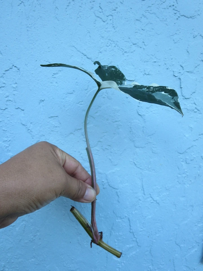 Variegated Syngonium Albo Cuttings – 2 Live Unrooted Syngonium Podophyllum Albo Houseplant Cuttings