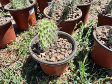 Opuntia polyacantha Cactus Cutting – Hardy Prickly Pear Pad for Desert Gardens, Rock Gardens, and Drought-Tolerant Landscaping