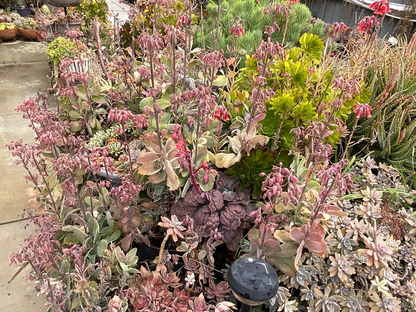 Kalanchoe fedtschenkoi ‘Lavender Scallops’ – Live Succulent Cutting/Starter, Variegated Blue-Green Leaves with Pink Edges