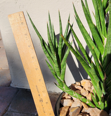Sansevieria Francisii Snake Plant Cutting – 1 Live Succulent Cutting for Rooting and Indoor Planting