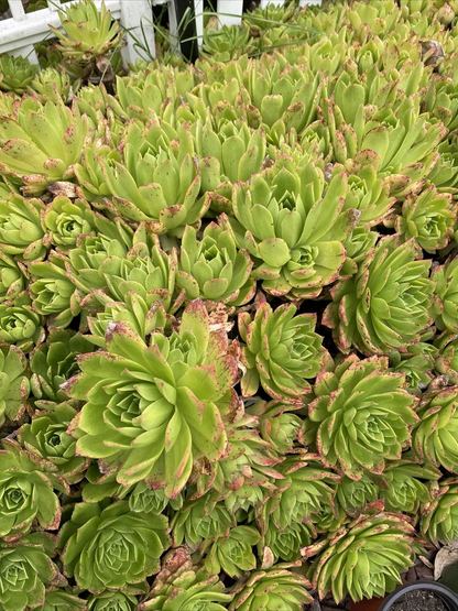 Aeonium Succulent Cuttings Pink Edges Green Rosette, Rare Live Plant Stems for Propagation 4–6 Inch Set of 3