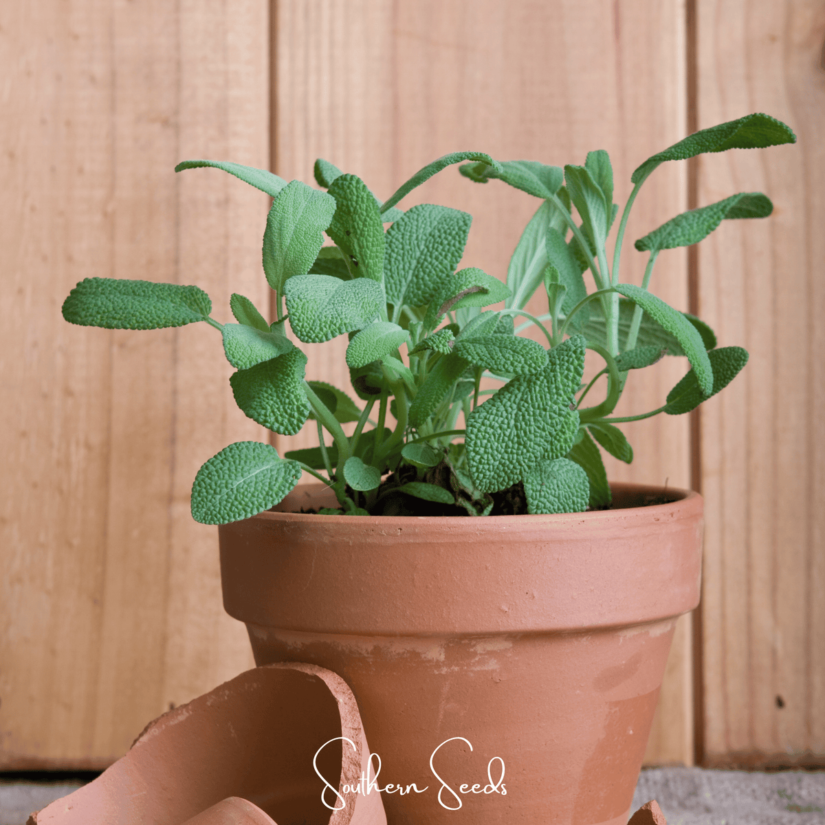 Kitchen Sage Seeds – Heirloom, Perennial, Salvia officinalis, Aromatic, Drought-Tolerant Culinary Herb
