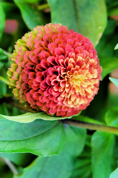 25 RED LIME QUEENY ZINNIA Elegans Green Queen Flower Seeds