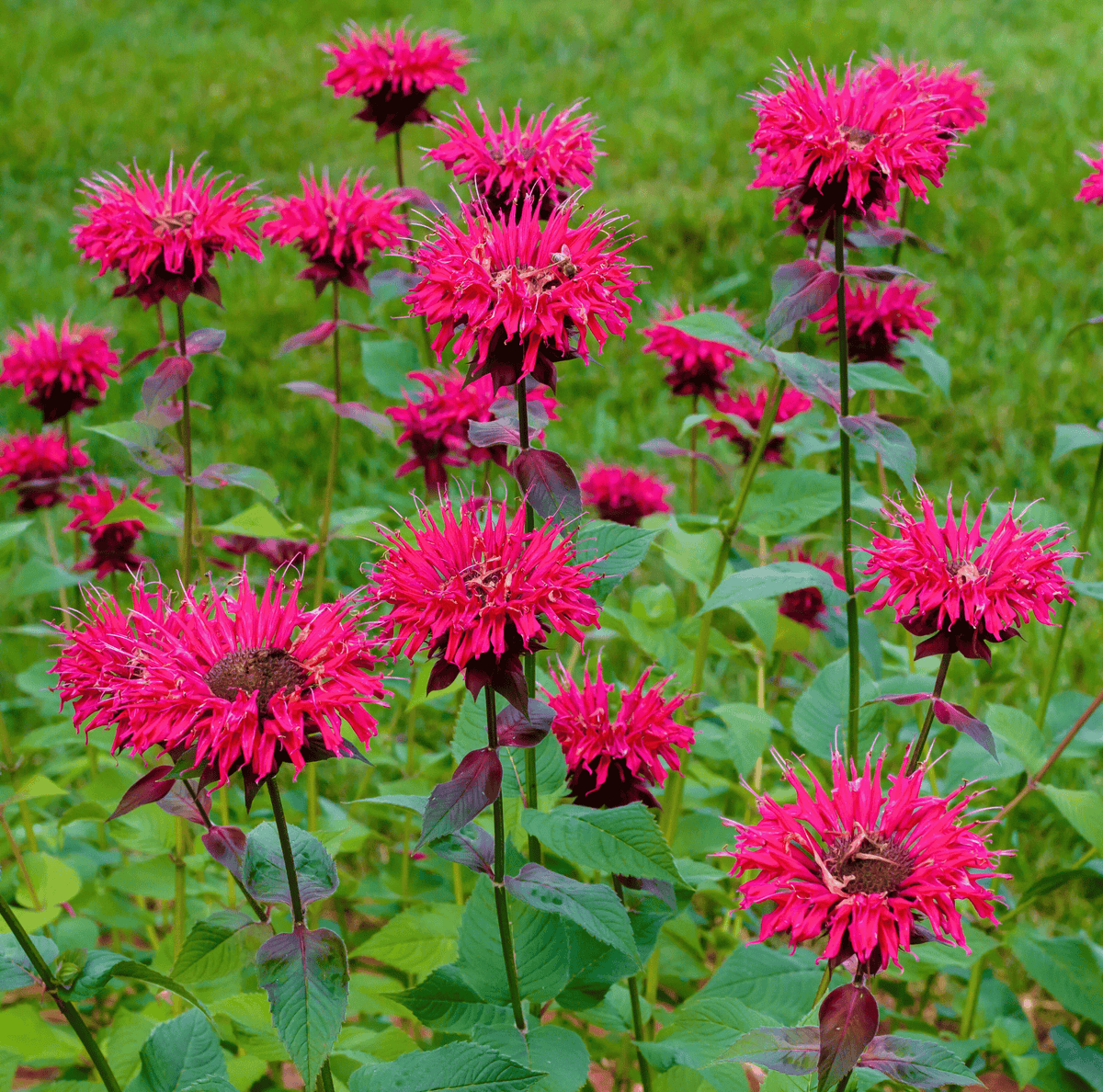 Scarlet Bee Balm Seeds – Monarda didyma Perennial with Bright Red Flowers, Aromatic Mint Leaves, Hummingbird & Butterfly Magnet