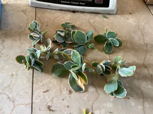 Kalanchoe fedtschenkoi Lavender Scallops Live Succulent Cutting | Variegated Lavender Edges | Easy Care Plant for Indoor & Outdoor