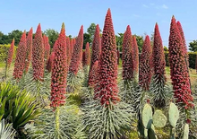 Tower of Jewels Live Plant - 3" Pot, Echium wildpretii, Rare Biennial, 10ft Salmon-Red Spikes, Drought Tolerant, Zones 9-10, Canary Islands Native