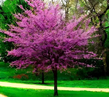 1 Eastern Redbud Tree - Cercis canadensis | 14–18” Live Bare Root | Native Flowering Tree for Landscape & Wildlife