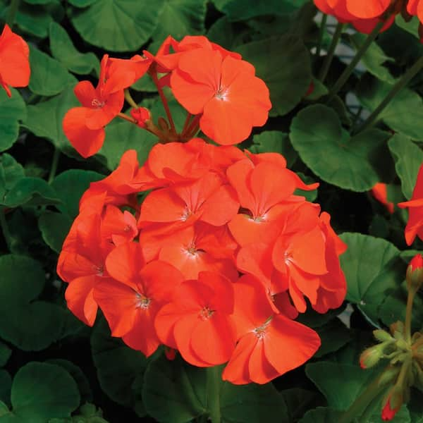Geranium Cuttings, Pelargonium, 3 Red-Orange Flowering Stems, Unrooted, USDA Zones 9-11