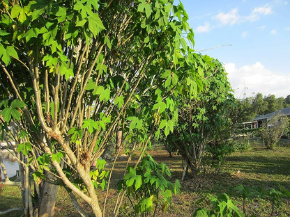 Chaya Cuttings, 3 Live Stems, 6-8", Cnidoscolus aconitifolius, Tropical Spinach Tree, USDA Zones 10-12