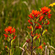 300 Seeds Castilleja angustifolia v. dubia Northwestern Indian Paintbrush – Wildflower for Planting, Red Blooms, Native to North America