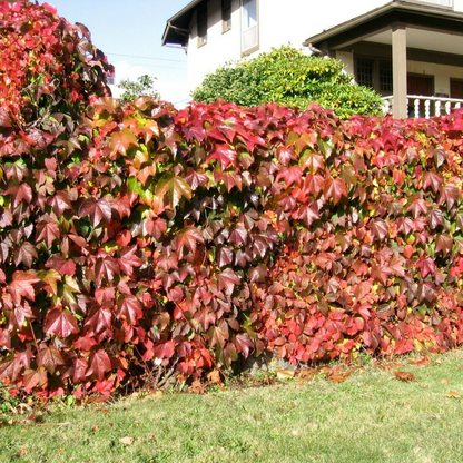 Virginia Creeper Perennial Rooted Cuttings 5"-8" - Parthenocissus quinquefolia, Hardy Vine, Fast-Growing, Ground Cover, Outdoor Garden Plant