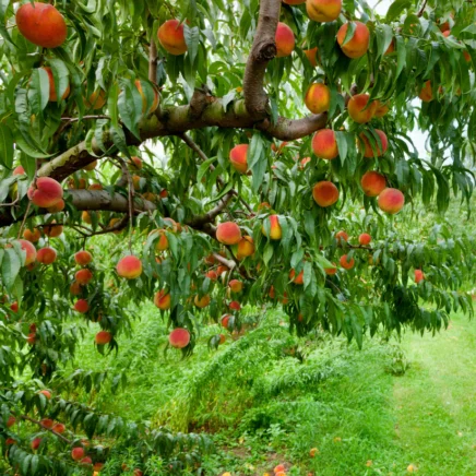 Elberta Peach Tree Cuttings - 4 Live 7+ Inch Cuttings, Prunus persica, Fruit Tree Propagation