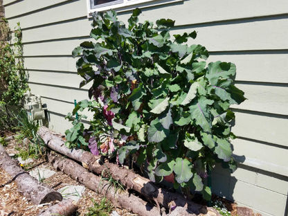 2 Unrooted Perennial Purple Tree Kale Cuttings - Brassica oleracea, Purple Tree Collard, Edible Perennial, Rare Garden Cutting