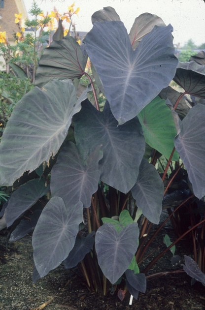 Black Magic Colocasia (Elephant Ear) - Small Rooted Starter Plant
