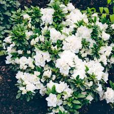 Hardy Gardenia Azalea Rhododendron - Deciduous Starter Plant with Double White Blooms