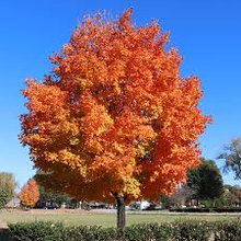 1 Sugar Maple Tree - Acer saccharum | 12–18” Live Bare Root Starter Tree | Sweet Maple for Shade, Color & Landscapes