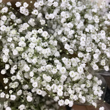 1,000 Baby’s Breath Seeds | Gypsophila elegans | Non-GMO Annual Flowers for Bouquets, Borders & Pollinator Gardens