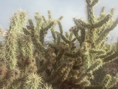 Cholla Cactus Cuttings - Cylindropuntia fulgida - 2 Fresh 6" Branches - Desert Succulent - Jumping Cholla