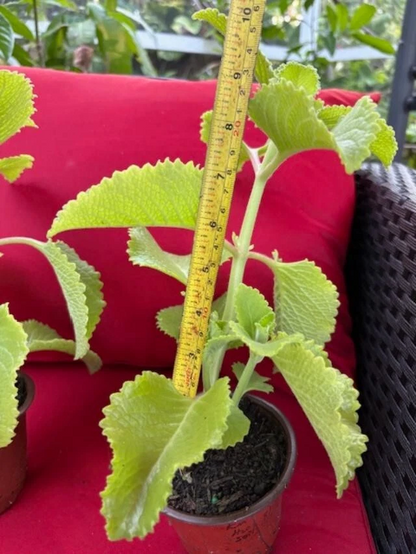 Plectranthus amboinicus Cuttings - Cuban Oregano - Spanish Thyme - 3 Extra Cuttings - Fragrant Herb