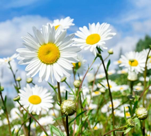 1,000 Shasta Daisy Seeds | Leucanthemum × superbum | White Perennial Flowers for Borders & Pollinator Gardens | Easy to Grow