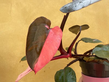 1 Pink Princess Philodendron Plant Unrooted Cutting, Rare Variegated, Philodendron "Pink Princess", Houseplant, Unique Pink & Green Foliage