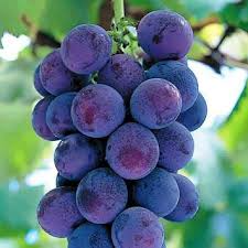 Vitis 'Kyoho' Cuttings, 6 Hardwood Stems, Japanese Table Grape, USDA Zones 6-9