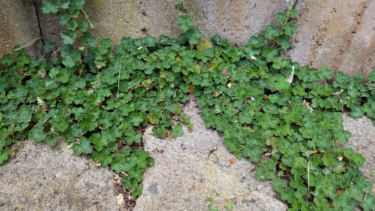 Rubus pentalobus Cuttings - 4 Count - Rooted Plants - Evergreen Ground Cover