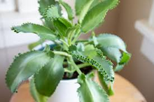 1 Mother of Thousands Plant (Kalanchoe) - Rooted Small Plant, Easy Care Succulent, Unique Indoor Plant, Fast-Growing, for Succulent Garden