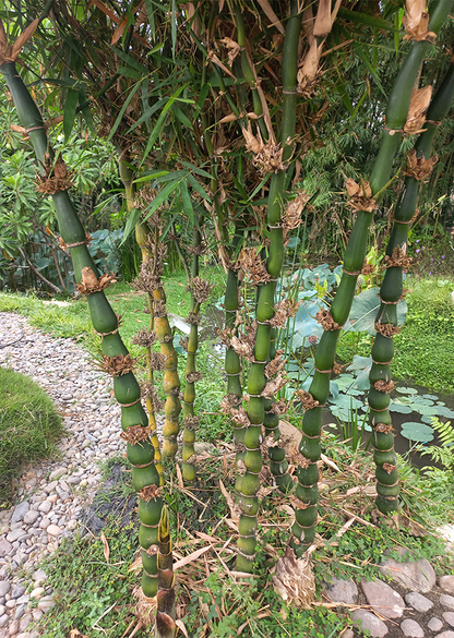 Bambusa ventricosa Cutting, Buddha Belly Bamboo, 1 Rooted Division, Clumping Bamboo, USDA Zones 9-11
