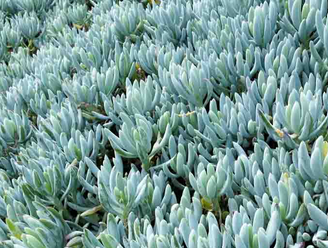 Blue Chalksticks 1 Live Plant – 4-Inch Pot – Senecio serpens