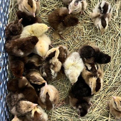 6 Rare Serama Bantam Hatching Eggs – World’s Smallest Chicken – Fertile & Freshly Collected