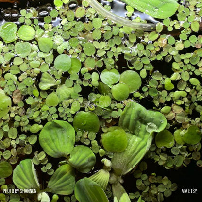 One Cup of Mixed Floaters