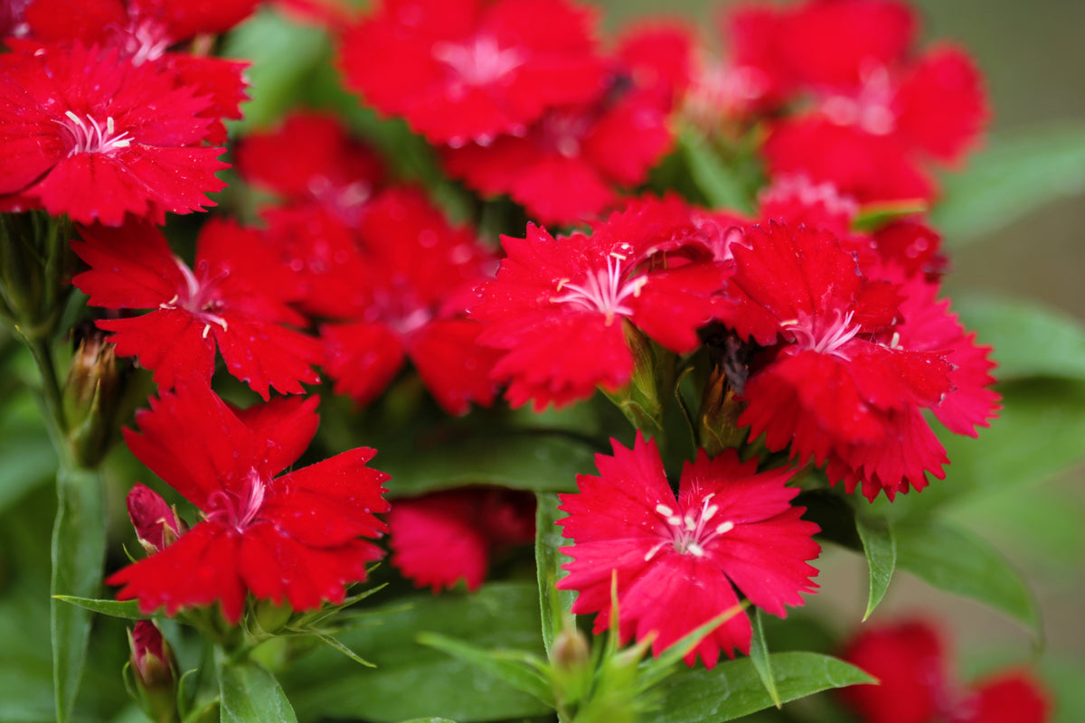 100 RED CARDINAL DIANTHUS Deltoides Flower Seeds