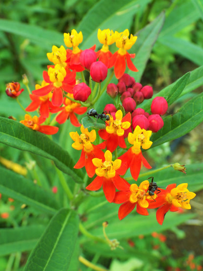 100 SUNSET MILKWEED Asclepias Curassavica Scarlet Blood Flower Red Orange Butterfly Weed Seeds