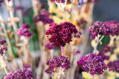 50 Mixed Colors JOE PYE WEED Eupatorium Maculatum Flower Seeds