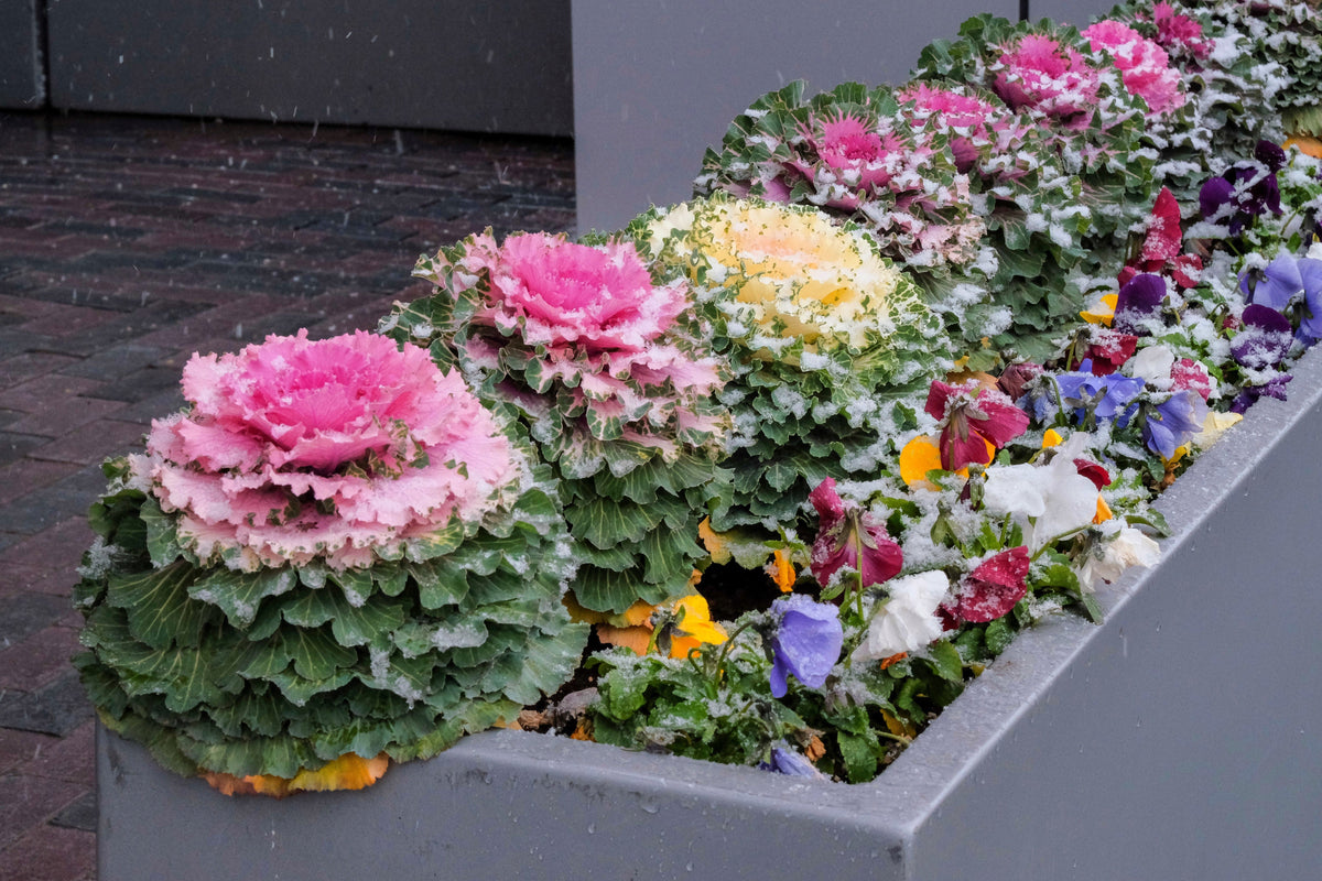 60 ORNAMENTAL KALE MIXED Colors Brassica Oleracea Flower Seeds