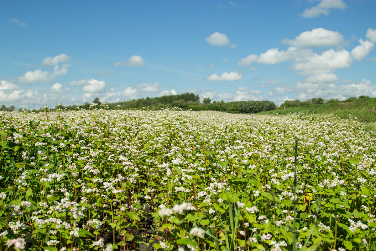 200 Organic BUCKWHEAT Fagopyrum Esculentum Grain Cover Crop Ground Cover Flower Vegetable Seeds