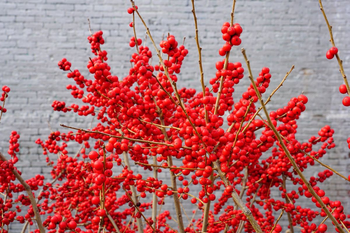 50 WINTERBERRY Holly Ilex Verticillata - Candian Holly  / Fever Bush / Black Alder Tree Shrub Red Berry White Flower Seeds