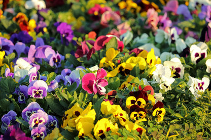 250 Mixed Colors SWISS GIANT PANSY Viola Wittrockiana Flower Seeds