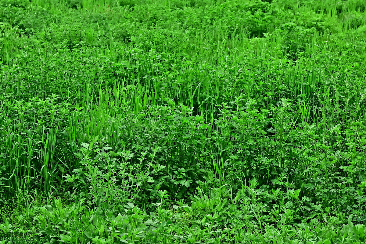 2000 ALFALFA Medicago Sativa Flower Plant Seeds